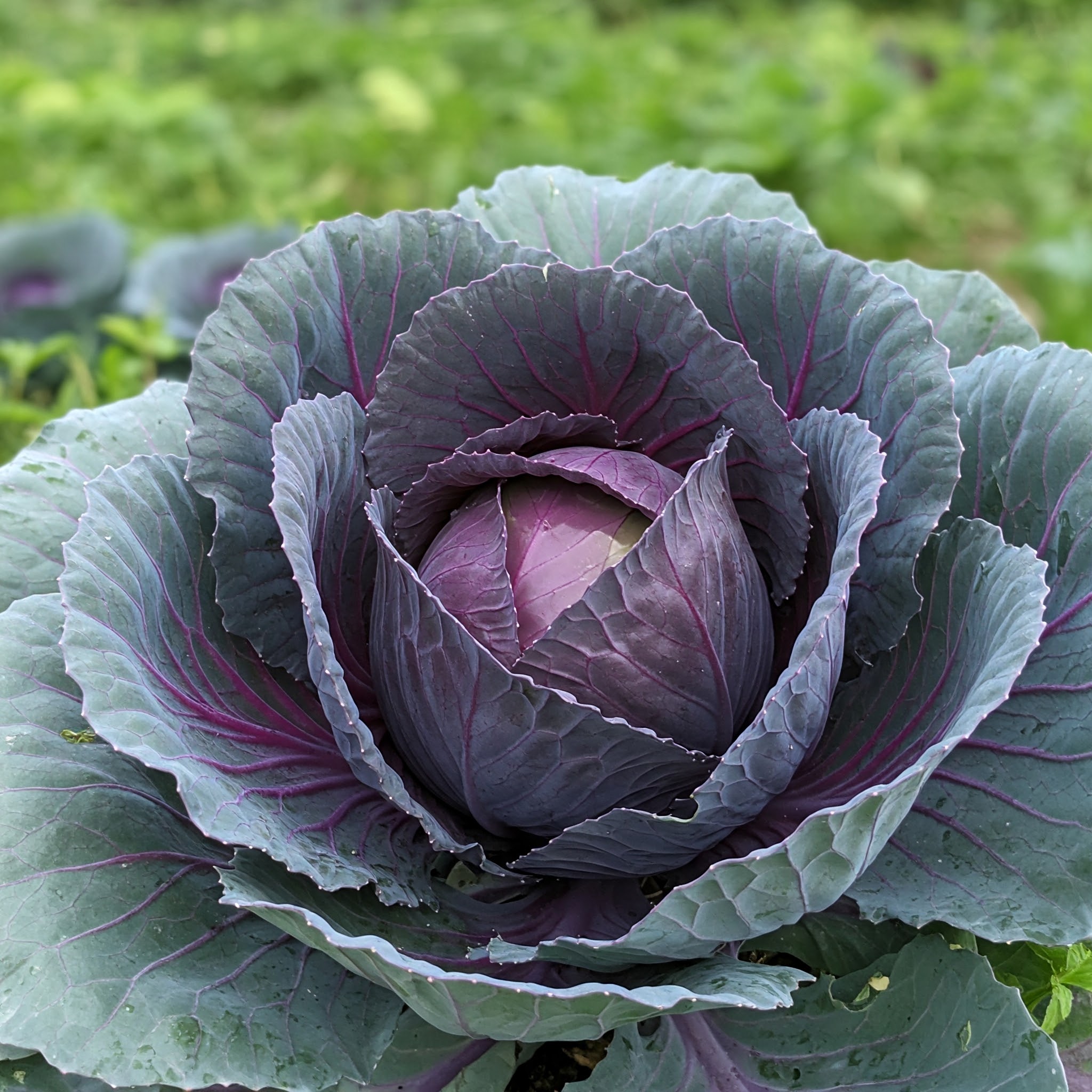 Red Cabbage